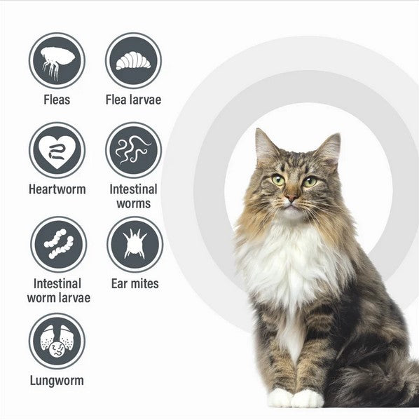 Talentcare Spot On Cat Over 4kg 3 Pack