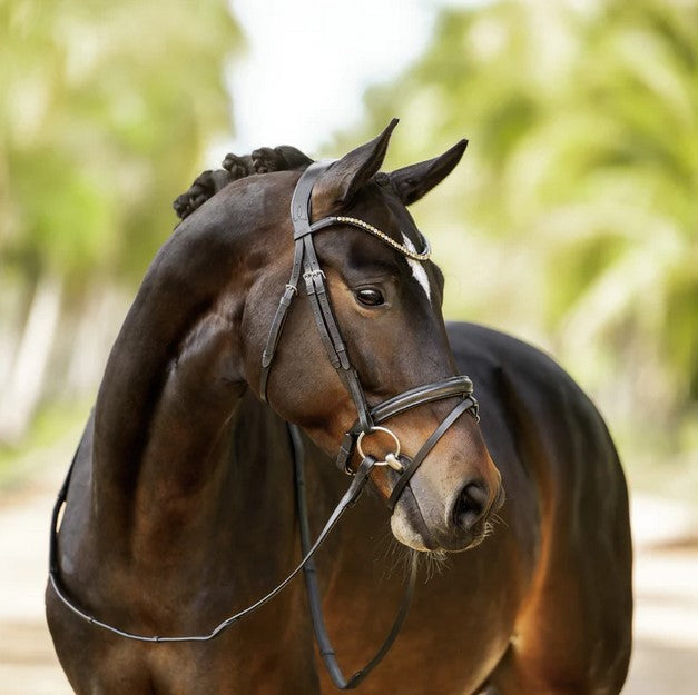 Bridle Lumiere Megan Convertible Black Warmblood