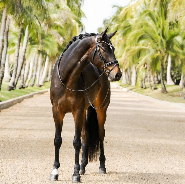 Bridle Lumiere Megan Convertible Black Warmblood