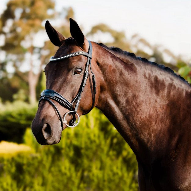 Bridle Lumiere Aurelie Hanoverian Rolled Black [:full]