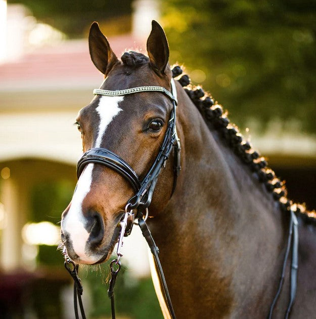Bridle Lumiere Amie Double Luxury Black Full