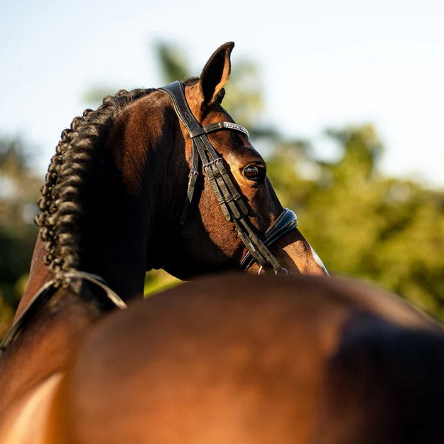 Bridle Lumiere Amie Double Luxury Black Full
