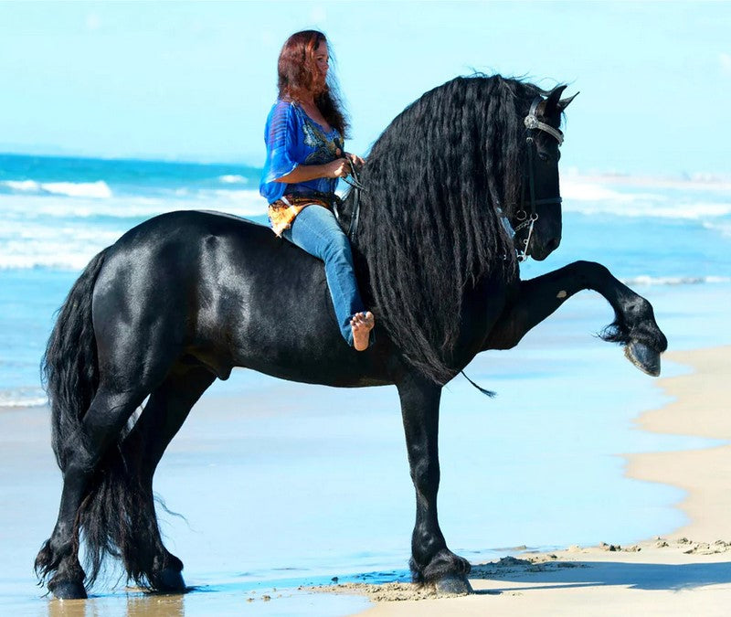 Breyer Traditional Sjoerd Friiesian