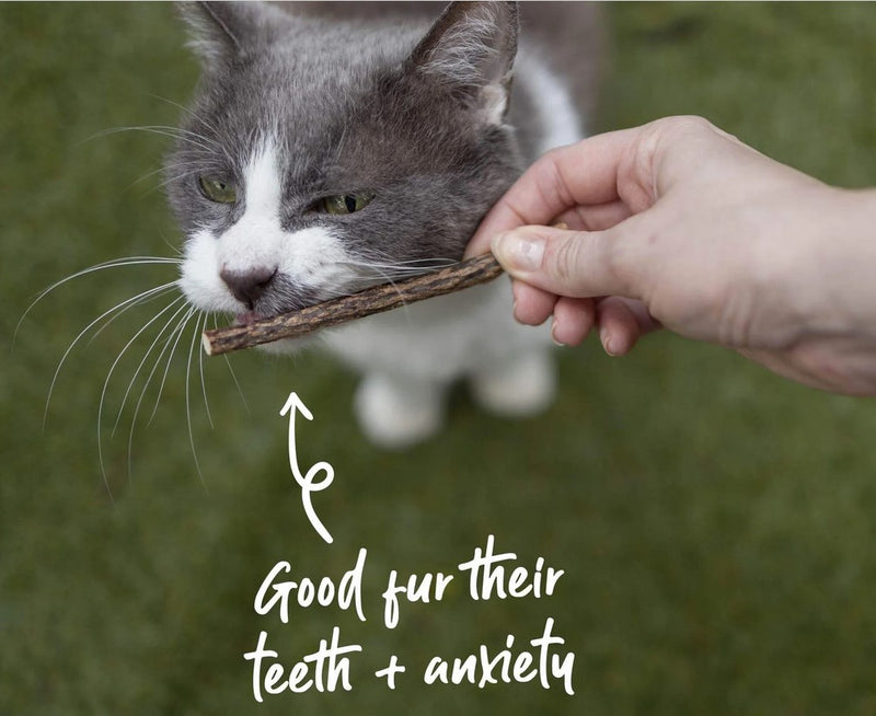 Treat Cat Silvervine Dental Chews