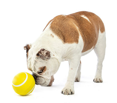 Guru Dog Toy Giggling Tennis Ball Large 11cm X 11cm X 11cm