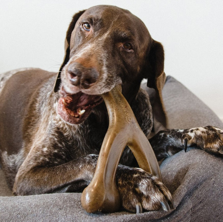 Benebone Wishbone Bacon [:small]