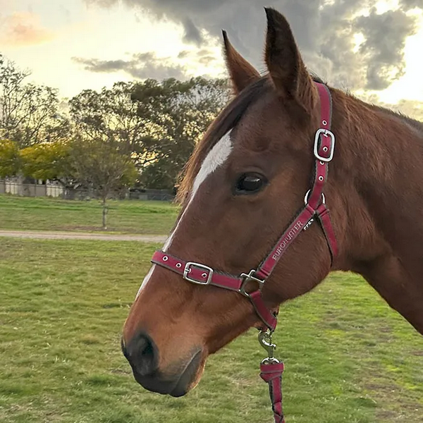 Headstall Webbing Eurohunter Comfort & Lead Rhubarb/charcoal [:cob]