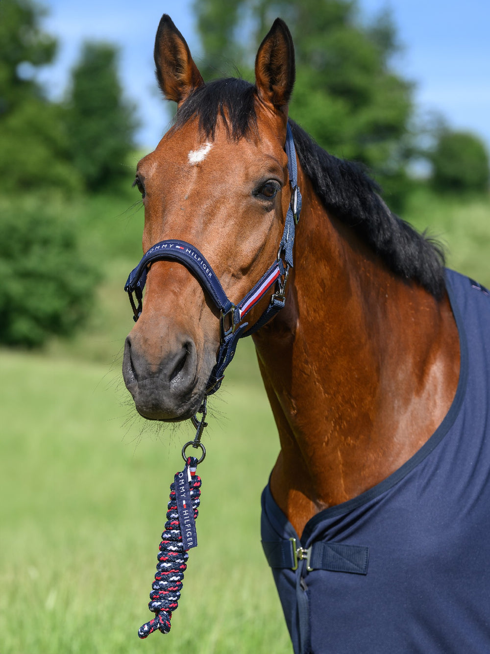 Headstall Tommy Hilfiger Lincoln Desert Sky [:cob]