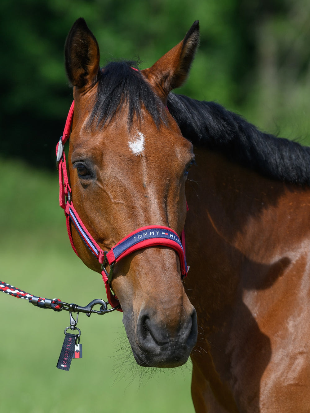 Headstall Tommy Hilfiger Lincoln Primary Red [:cob]