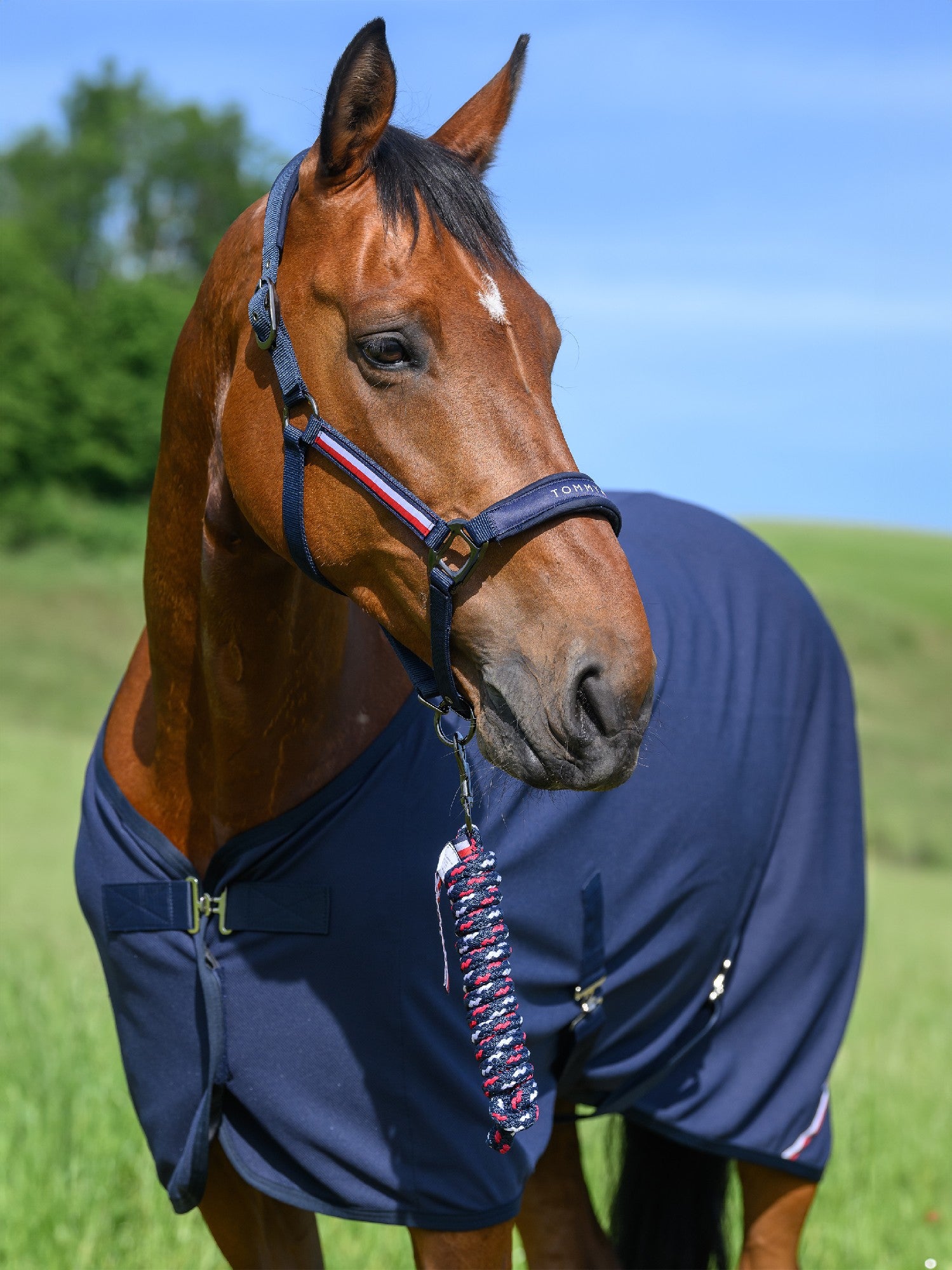Headstall Tommy Hilfiger Yale With Lead  Desert Sky [:full]