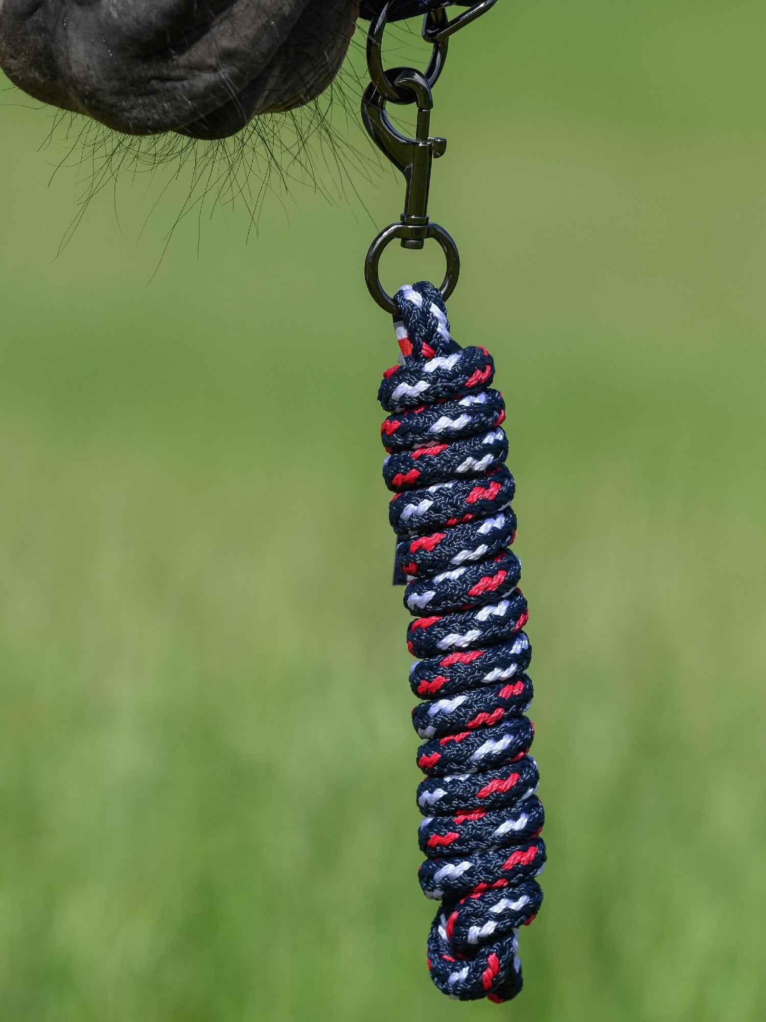 Headstall Tommy Hilfiger Yale With Lead Primary Red [:cob]