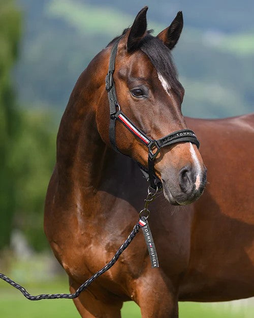 Headstall Tommy Hilfiger Yale With Lead Black [:cob]