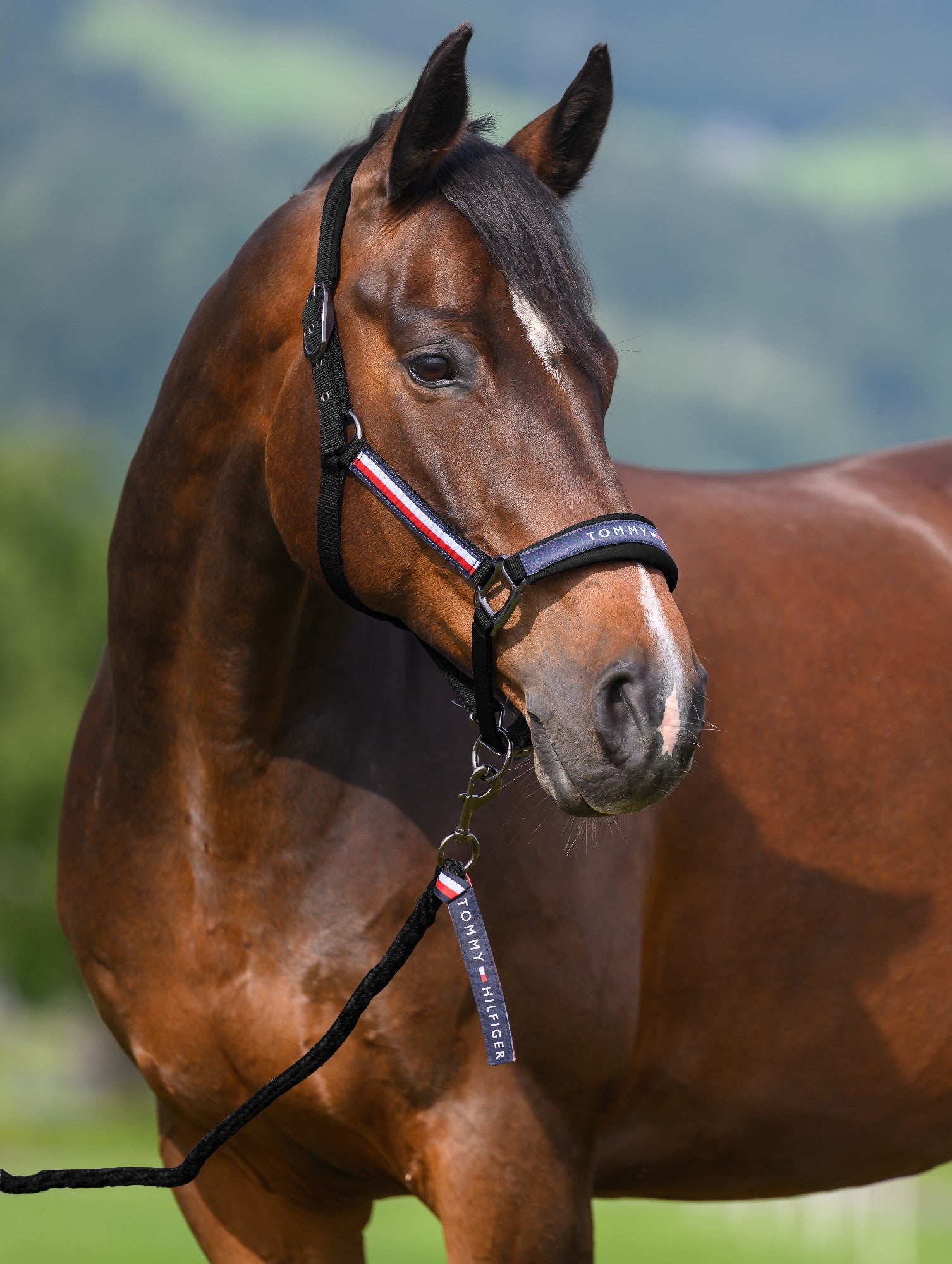 Headstall Tommy Hilfiger Yale With Lead Black [:full]