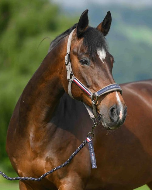Headstall Tommy Hilfiger Yale With Lead Ash [:cob]