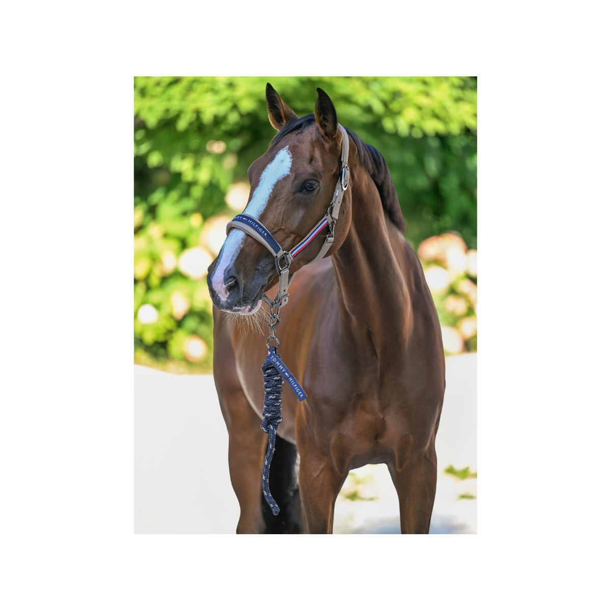 Headstall Tommy Hilfiger Yale With Lead  Taupe [:cob]