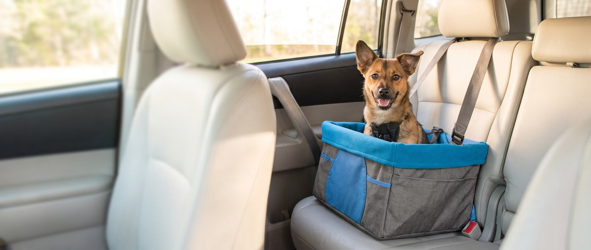 Shop Dog Accessories collection banner