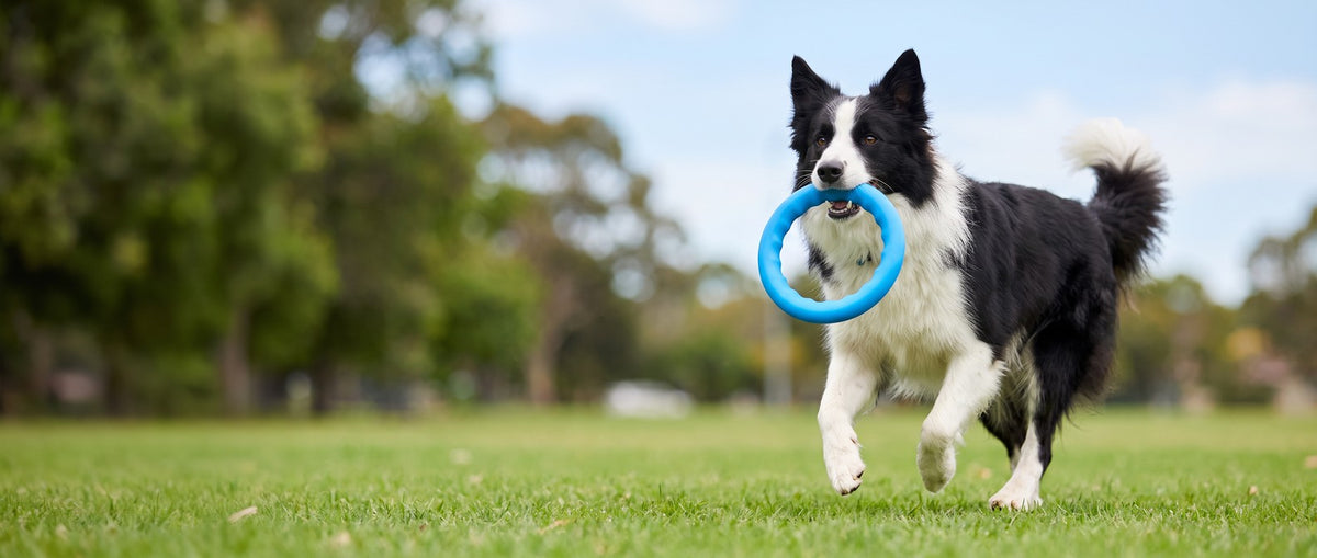Shop Dog Toys collection banner