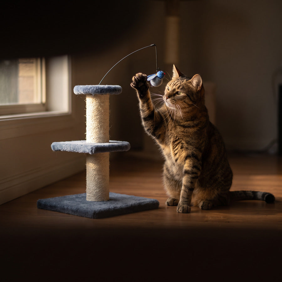 Tabby cat playing at a scratching post