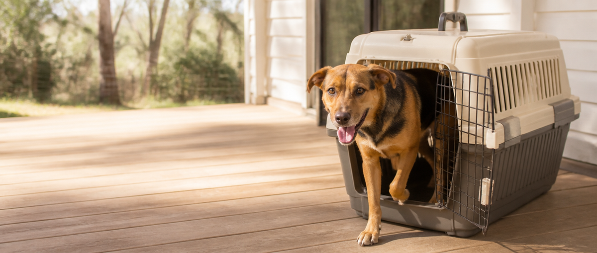 Shop Premium Dog Kennels, Carriers & Pens collection banner