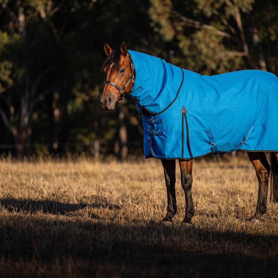 Bay horse wearing a blue winter rug in a paddock