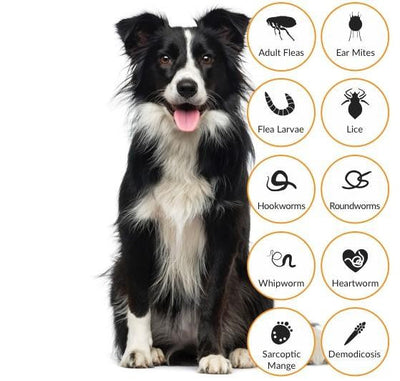 Advocate Dog Over 25kg Exlarge 6 Pack-Dog Wormer & Flea-Ascot Saddlery