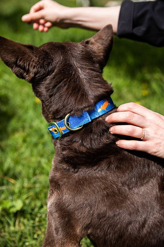 Anipal Dog Collar Piper The Platypus-Dog Collars & Leads-Ascot Saddlery