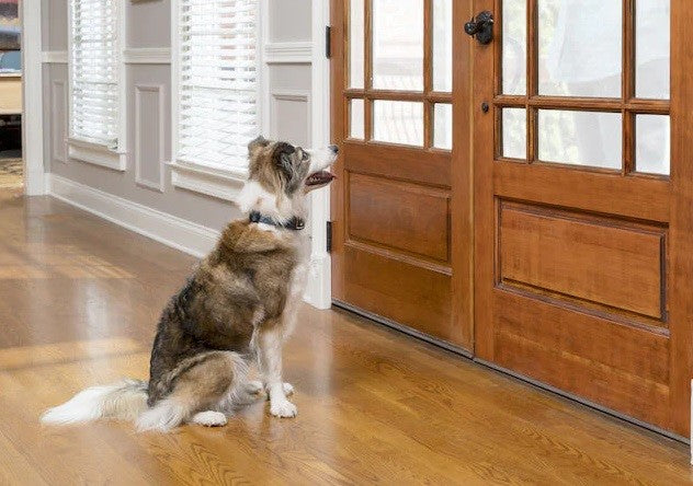 Bark Collar Spray Petsafe-Dog Accessories-Ascot Saddlery