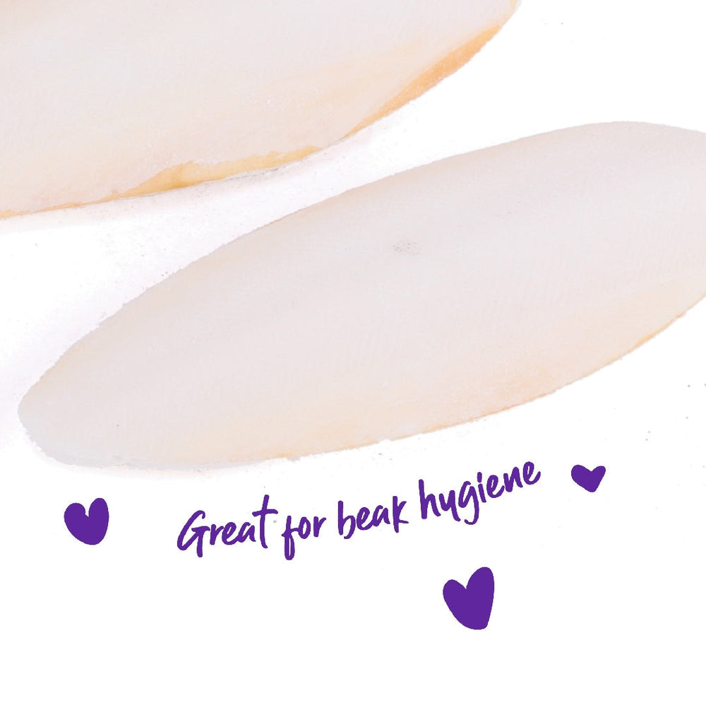 Bird Cuttlebone Natural 2 Pack Small-Bird Food & Treats-Ascot Saddlery