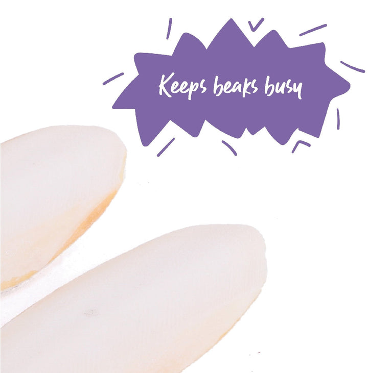 Bird Cuttlebone Natural 2 Pack Small-Bird Food & Treats-Ascot Saddlery