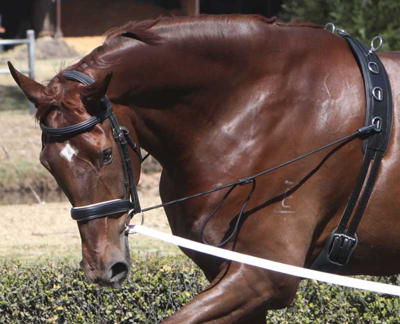 Chambon Elastic Neck Stretcher Zilco-HORSE: Lungeing & Schooling-Ascot Saddlery