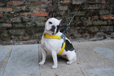 Coralpina Cinquetorri Dog Harness Electric Blue-Dog Collars & Leads-Ascot Saddlery