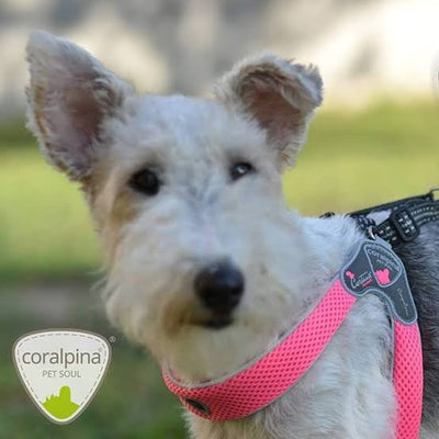 Coralpina Cinquetorri Dog Harness Light Grey-Dog Collars & Leads-Ascot Saddlery
