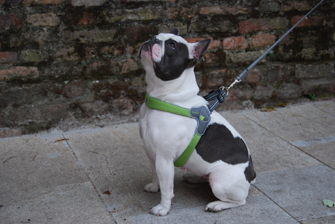 Coralpina Cinquetorri Dog Harness Orange-Dog Collars & Leads-Ascot Saddlery
