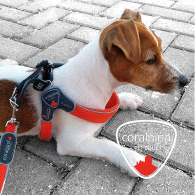 Coralpina Cinquetorri Dog Harness Orange-Dog Collars & Leads-Ascot Saddlery