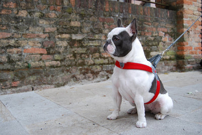 Coralpina Cinquetorri Dog Harness Red-Dog Collars & Leads-Ascot Saddlery