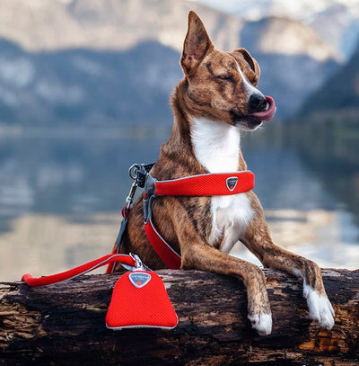 Coralpina Cinquetorri Waste Bag Orange-Dog Walking-Ascot Saddlery