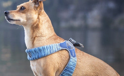 Coralpina Powermix Dog Harness Blue Melange-Dog Collars & Leads-Ascot Saddlery