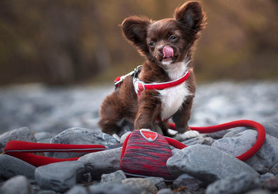 Coralpina Powermix Dog Harness Red Melange-Dog Collars & Leads-Ascot Saddlery