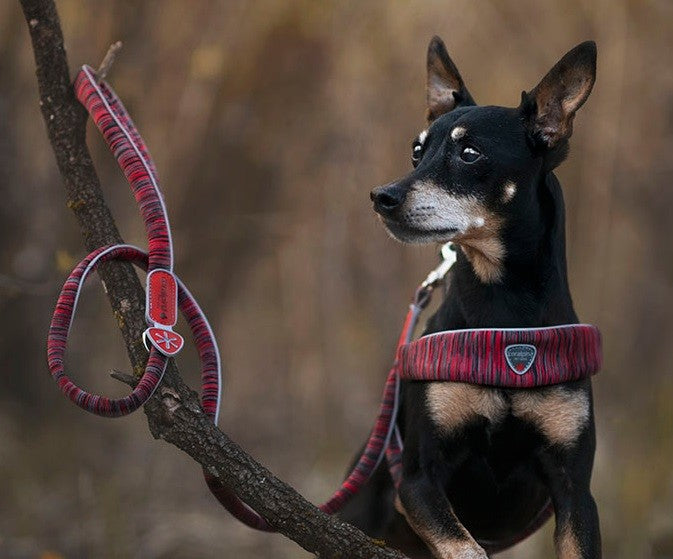 Coralpina Powermix Dog Leash Yellow Melange-Dog Collars & Leads-Ascot Saddlery