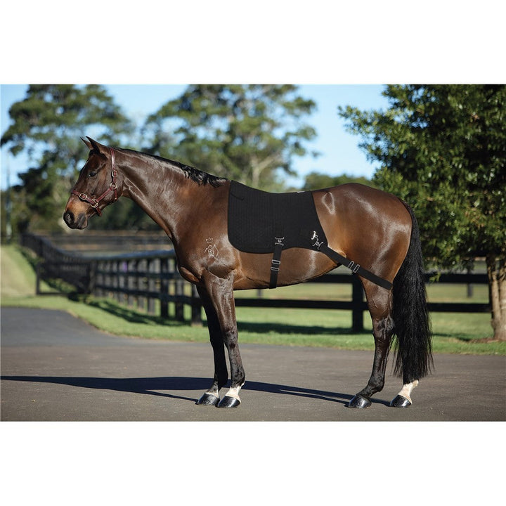 Core Master Pad-HORSE: Lungeing & Schooling-Ascot Saddlery