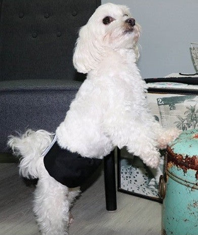 Diaper Male Wrap Washable Waist 28cm-37cm-Dog Accessories-Ascot Saddlery