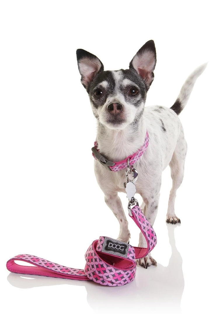 Doog Dog Collar Toto-Dog Collars & Leads-Ascot Saddlery