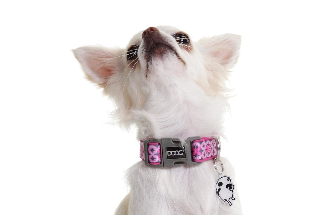 Doog Dog Collar Toto-Dog Collars & Leads-Ascot Saddlery