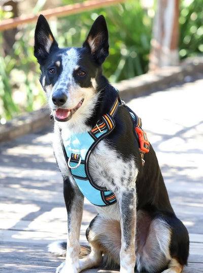 Doog Dog Harness Neotech Neon Beethoven-Dog Collars & Leads-Ascot Saddlery