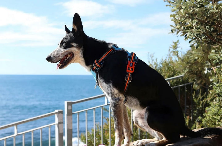 Doog Dog Harness Neotech Neon Beethoven-Dog Collars & Leads-Ascot Saddlery