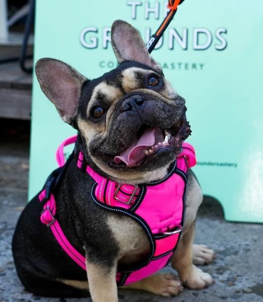 Doog Dog Harness Neotech Neon Lady-Dog Collars & Leads-Ascot Saddlery
