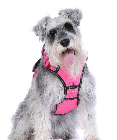 Doog Dog Harness Neotech Neon Lady-Dog Collars & Leads-Ascot Saddlery