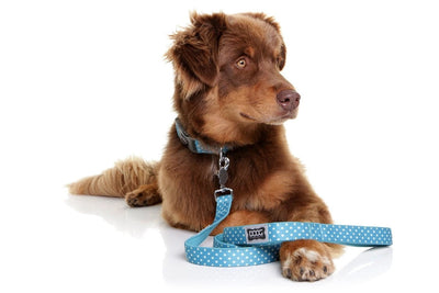 Doog Dog Leash Snoopy-Dog Collars & Leads-Ascot Saddlery