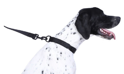 Doog Neosport Neoprene Dog Leash Black-Dog Collars & Leads-Ascot Saddlery