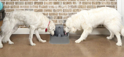 Drinkwell Pet Fountain 7.5litre-Dog Accessories-Ascot Saddlery